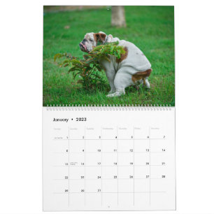 Pooping Hundar Calendar 2023, Funny Dogs Kalender