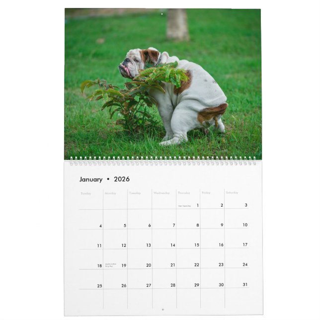 Pooping Hundar Calendar 2023, Funny Dogs Kalender (Jan 2026)