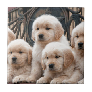 Pop upp! Valpar Kakelplatta