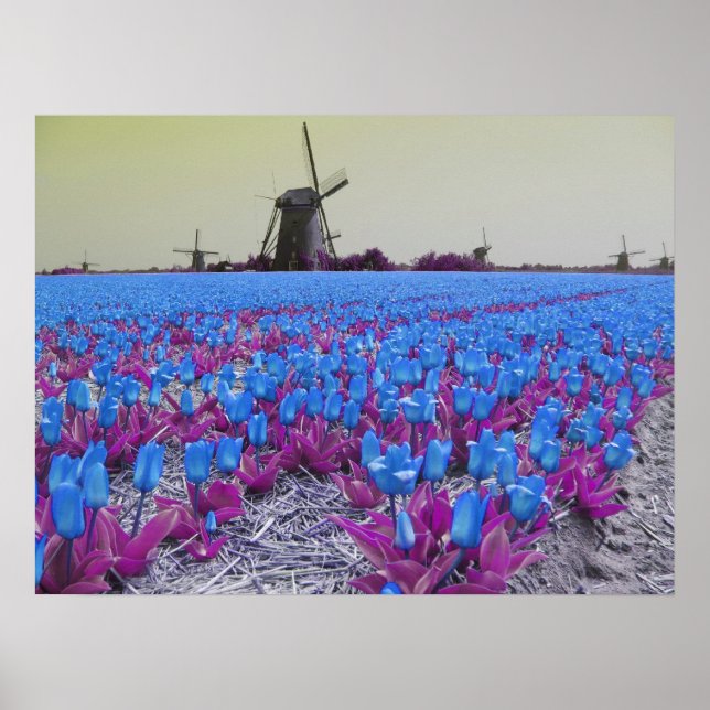 Popart Blue Tulips Windmills liggande Poster (Framsidan)