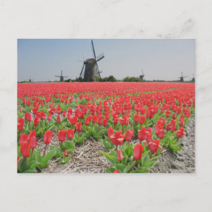 Popart Windmills Red Tulips vykort
