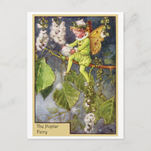 Poplar Fairy Vykort