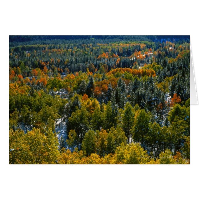 Poplar och Spruce Träd Hälsningskort (Framsidan Horizontal)