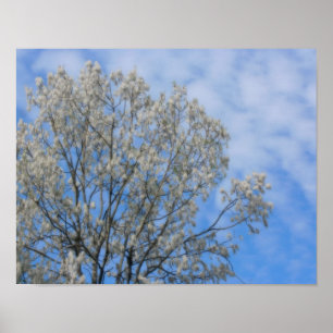 Poplar Träd Fluff Snö i juni Poster