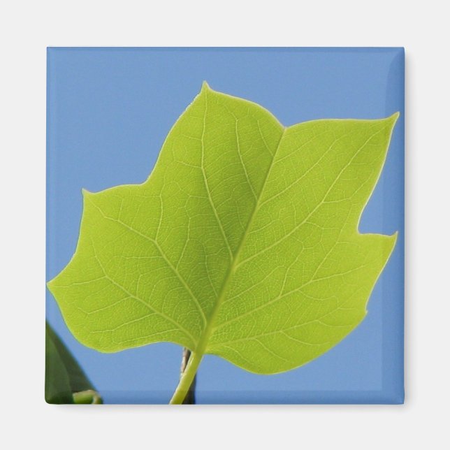 Poplar Träd Löv Magnet (Framsidan)