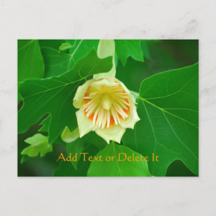 Poplar Träd Tulip Vykort