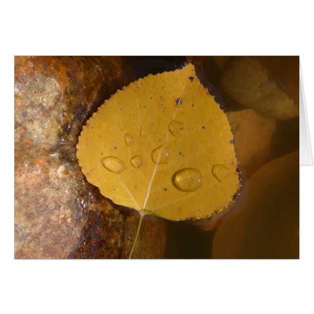 Poppellöv i damm hälsningskort (Framsidan Horizontal)