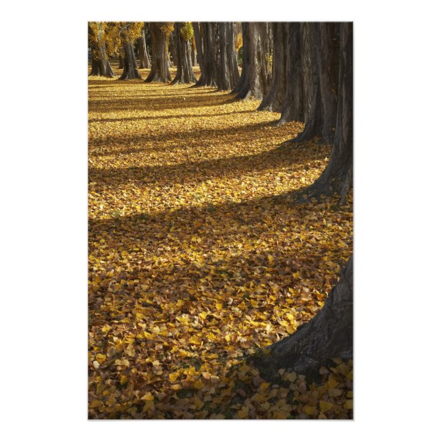 Poppelträd på hösten, Lake Wanaka, Otago, Fototryck (Framsidan)