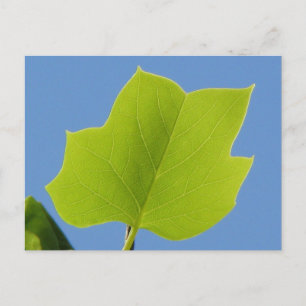 Poppelträdsblad Vykort