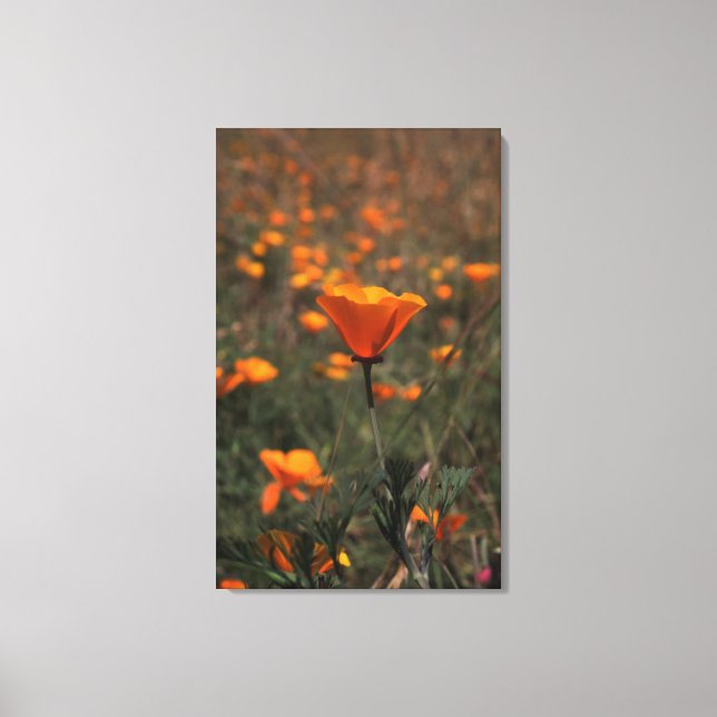 Poppen Canvastryck (Framsida)