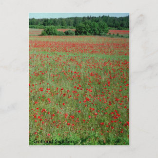 Poppie fält från Gotland Sverige Vykort