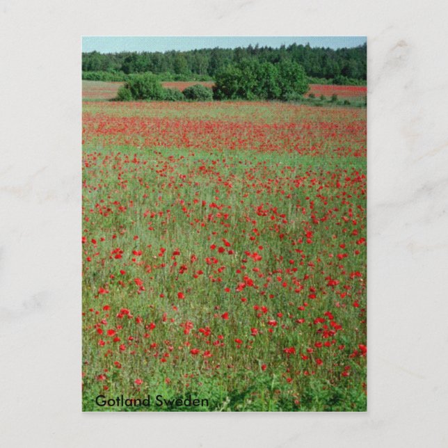 Poppie fält från Gotland Sverige Vykort (Framsida)