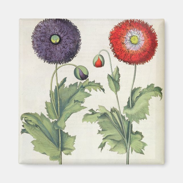 Poppies: 1.Papaver flore multiplici incarnato; 2.P Magnet (Framsidan)