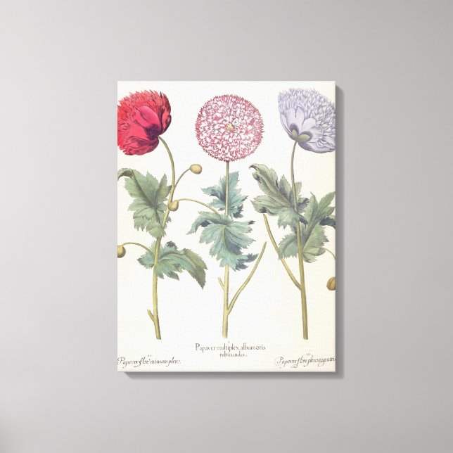 Poppies: 1.Papaver multiplex albumoris rubicundis; Canvastryck (Framsida)