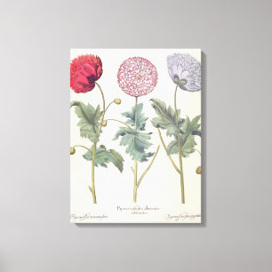 Poppies: 1.Papaver multiplex albumoris rubicundis; Canvastryck