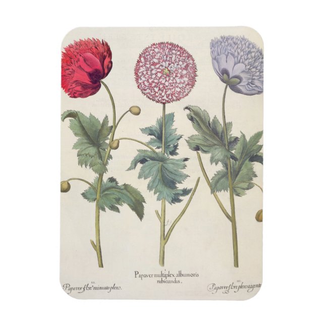 Poppies: 1.Papaver multiplex albumoris rubicundis; Magnet (Vertikal)