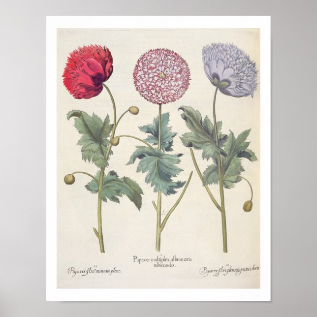 Poppies: 1.Papaver multiplex albumoris rubicundis; Poster (Framsidan)