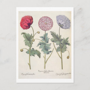Poppies: 1.Papaver multiplex albumoris rubicundis; Vykort