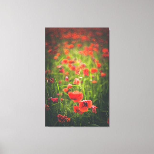 Poppies fält canvastryck (Framsida)