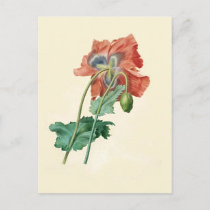 Poppies från Pierre-Joseph Redouté Vykort