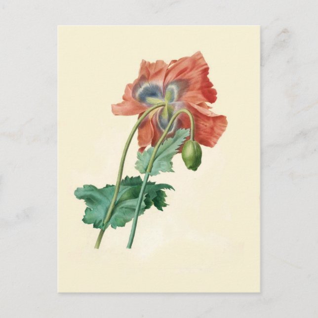 Poppies från Pierre-Joseph Redouté Vykort (Framsida)