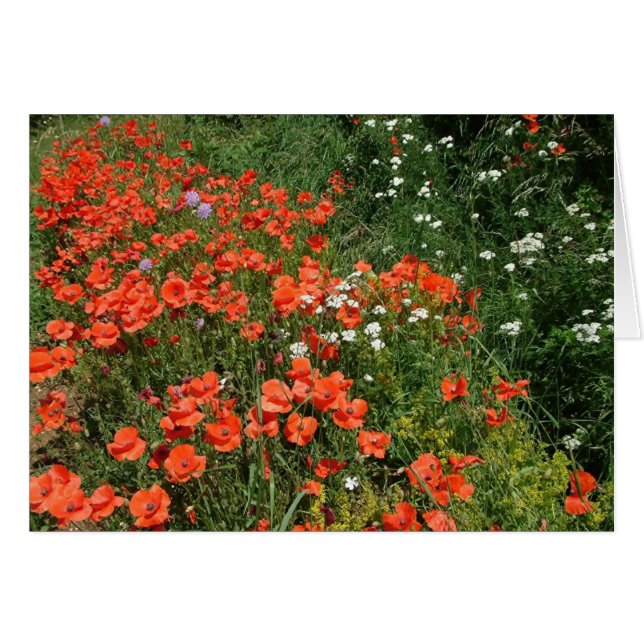 Poppies Hälsningskort (Framsidan Horizontal)