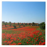 Poppies i Bloom Kakelplatta<br><div class="desc">Poppies i blomning, fält i rött vallmoblomma.</div>