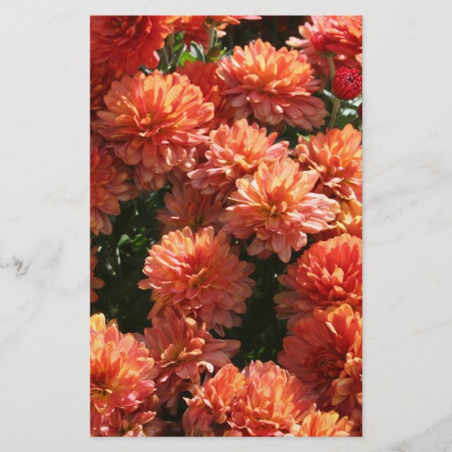 Poppies I Brevpapper (Framsida)