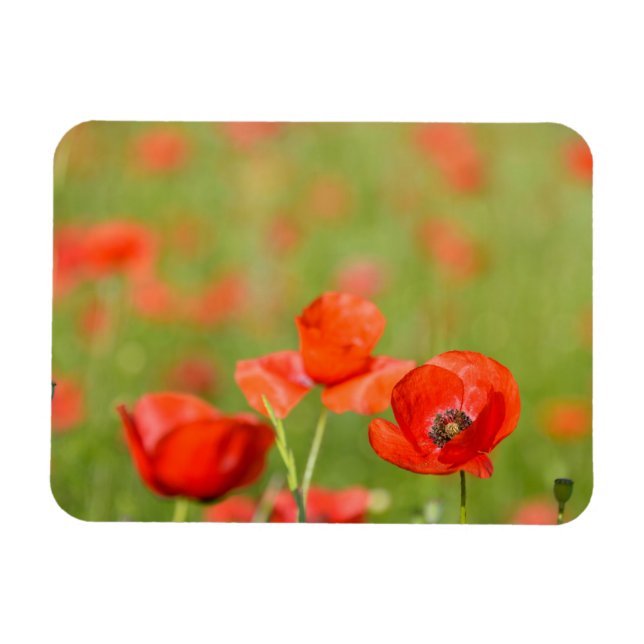 Poppies i en rektangulär magnet fält (Horisontell)