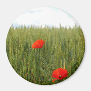 Poppies i en stor runda Fält-magnet av vete Magnet