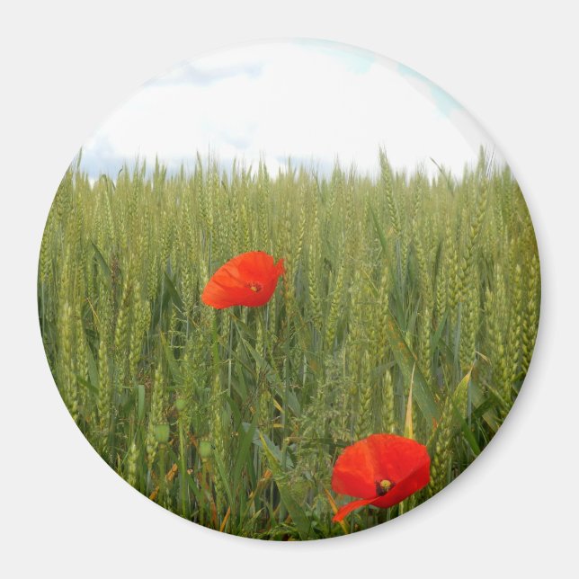 Poppies i en stor runda Fält-magnet av vete Magnet (Framsidan)