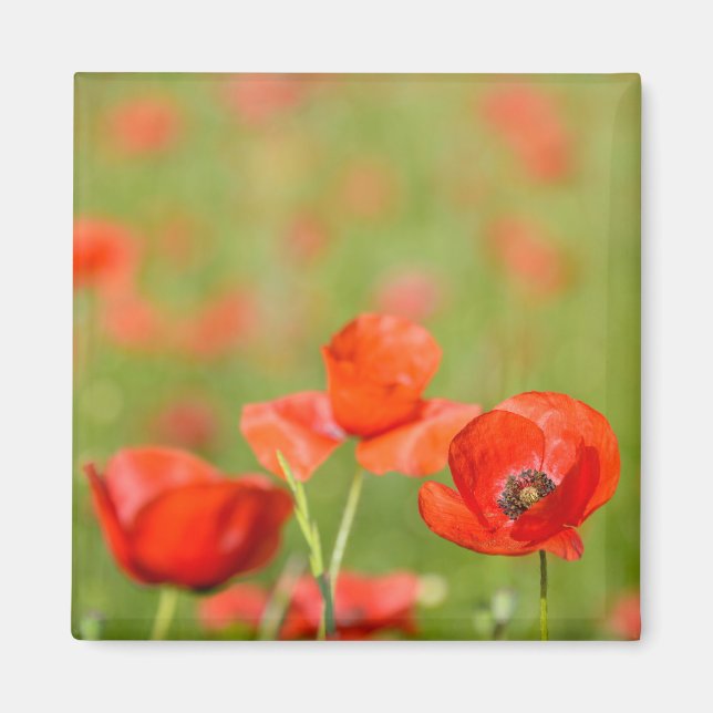 Poppies i en vallmo fält-magnet magnet (Framsidan)