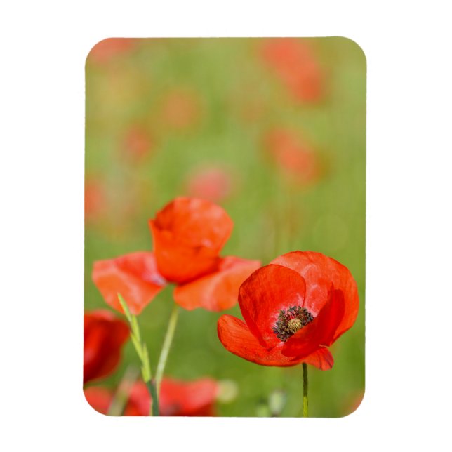 Poppies i en vallmomagnet i lodrät fält magnet (Vertikal)