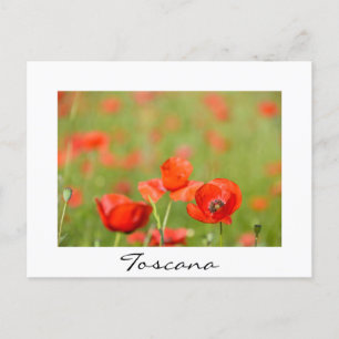 Poppies i ett poppie fält-vykort vykort