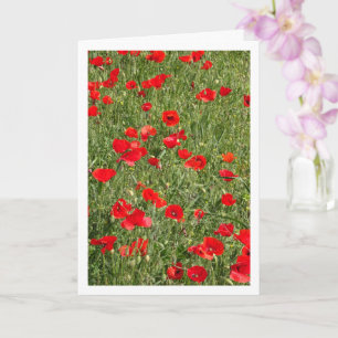 Poppies i Fält-kort Kort