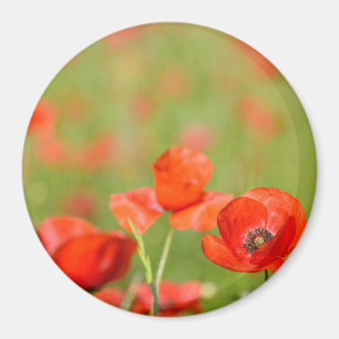 Poppies i fält-rundmagnet magnet