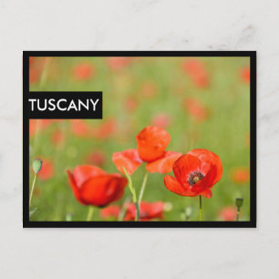 Poppies i fält svarta kant-vykort vykort