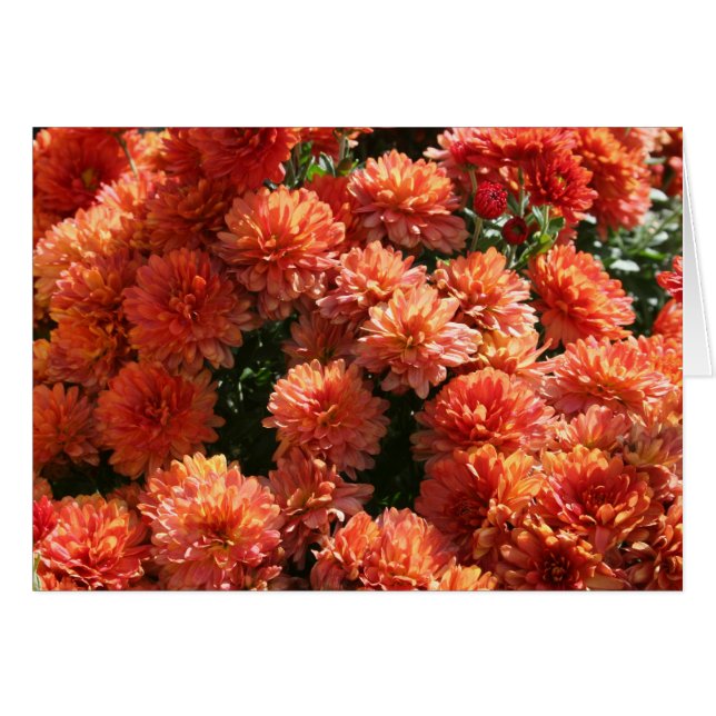 Poppies I Hälsningskort (Framsidan Horizontal)