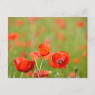 Poppies i poppy fält-vykort vykort