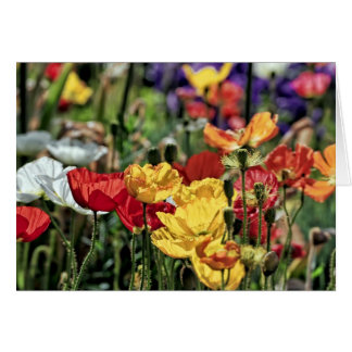 Poppies i Sol OBS Kort