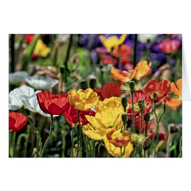 Poppies i Sol OBS Kort (Framsidan Horizontal)