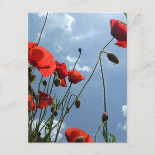 Poppies i Sol - vykort