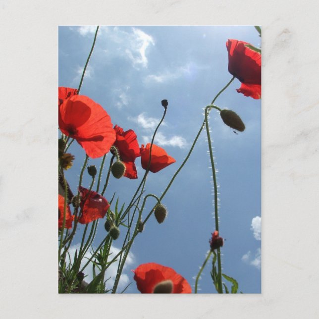 Poppies i Sol - vykort (Framsida)