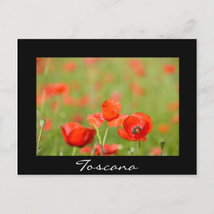 Poppies i Toscanas svarta textvykort Vykort