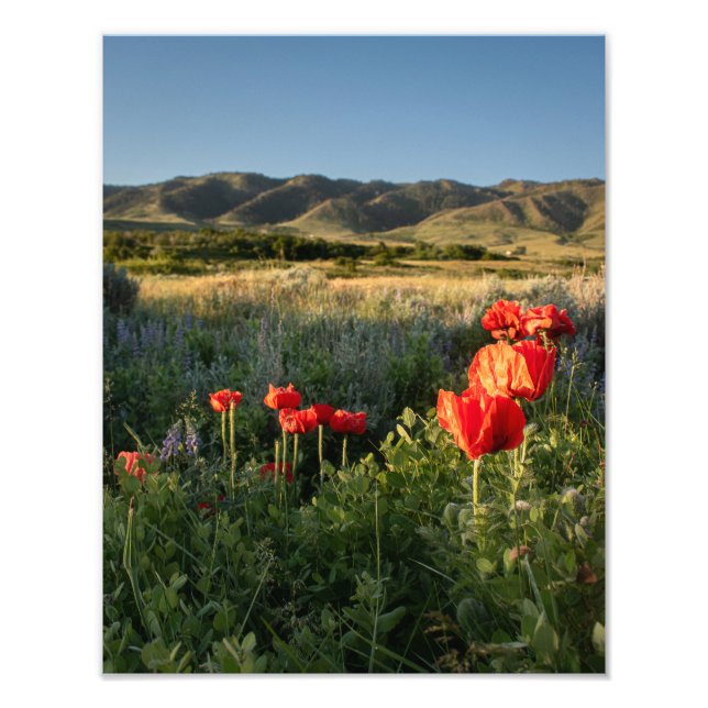 Poppies i Valley - Casper Mountain Fototryck (Framsidan)