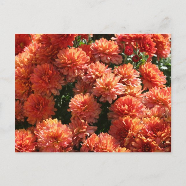 Poppies I Vykort (Framsida)