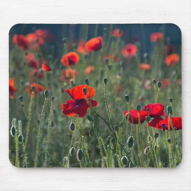 Poppies in a Field Musmatta (Framsidan)