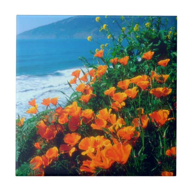 Poppies längs Stilla Kusten nära Big Sur Kakelplatta (Framsidan)