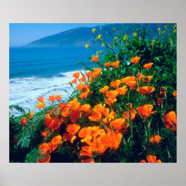 Poppies längs Stilla Kusten nära Big Sur Poster (Framsidan)