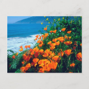 Poppies längs Stilla Kusten nära Big Sur Vykort